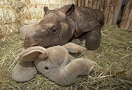 17 Best images about Rhinos & Pygmy Hippos! on Pinterest | Africa, Baby ...