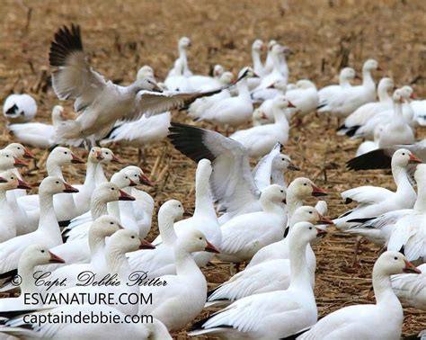 Snow Goose Flock With Landing Photograph by Captain Debbie Ritter ...