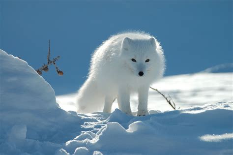 Ice Fox Wallpapers - Wallpaper Cave