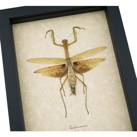 Tenodera sinensis Large Mottled Praying Mantis - Framed Insect