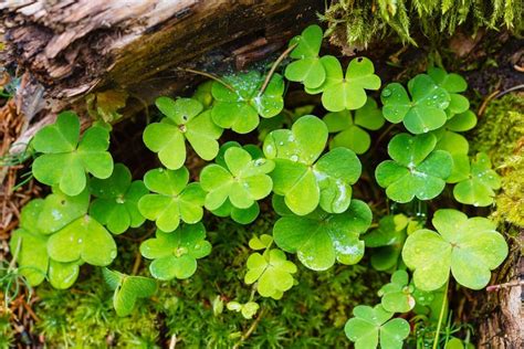 Are shamrocks lucky? ORIGINS and MEANING explained