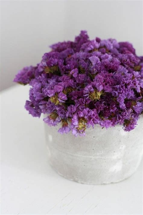 Plum tuft | Dried flowers, Dried flower arrangements, Dried flower bouquet
