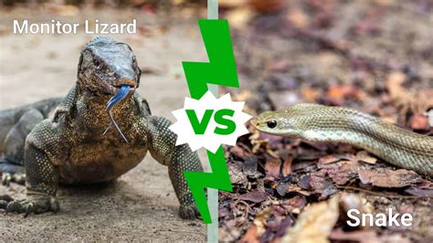 Monitor Lizard Vs. Snakes: 4 Key Similarities - A-Z Animals