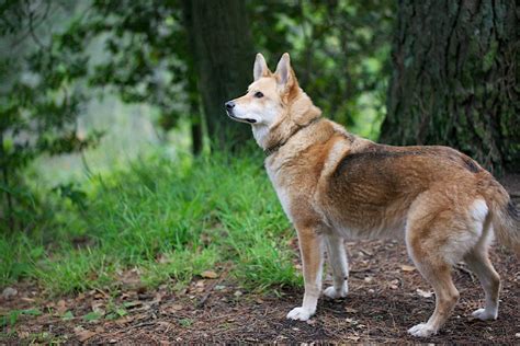 Coydog : History, Temperament, Care, Training, Feeding & Pictures