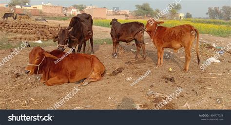 261 Sahiwal Cow Images, Stock Photos & Vectors | Shutterstock