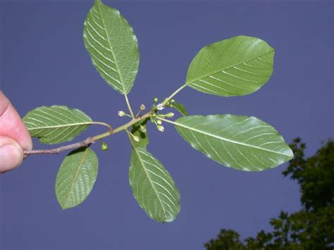 Rhamnus frangula (Rhamnaceae) image 3230 at PlantSystematics.org