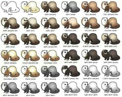 Ferret color chart | Cute ferrets, Ferret colors, Ferrets care