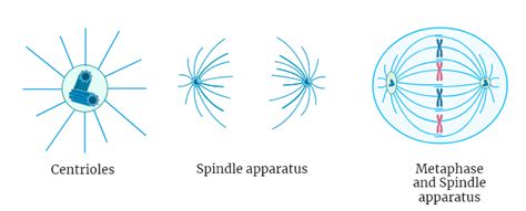 Centrioles : Structure and Function - Rethink Biology Notes - Cell Biology