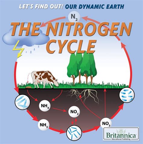 Nitrogen Cycle | 223 plays | Quizizz