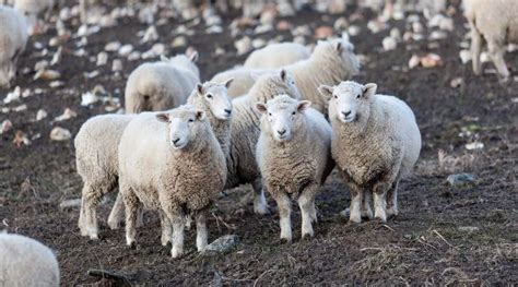 Corriedale Sheep Breed Information, History & Facts - SheepCaretaker