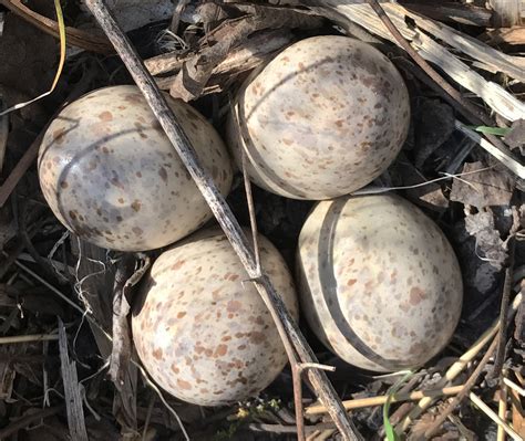 American Woodcock nest with eggs – Prairie Garden Trust