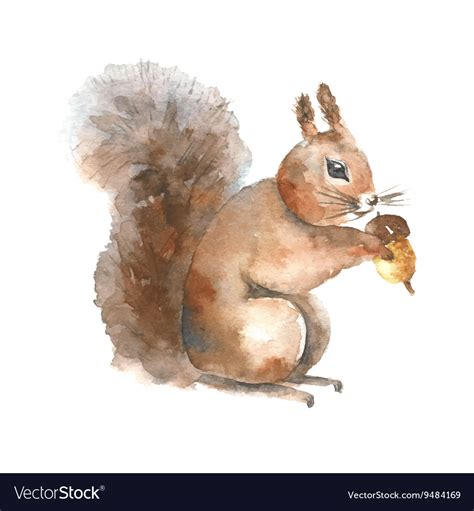 Watercolor squirrel Royalty Free Vector Image - VectorStock