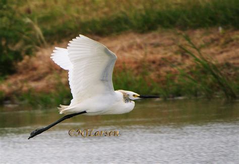 Snowy egret flying | BirdForum