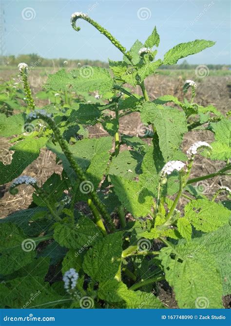 Exotic Flower Plant Heliotropium Indicum or Indian Heliotrope on Blue ...