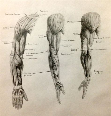 Arm Muscles by RonBirdArt on DeviantArt