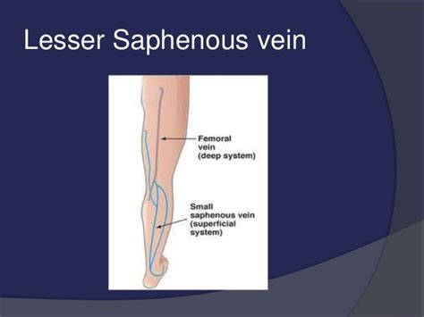 venous drainage of the lower limb