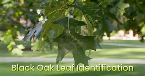 Black Oak Leaf Identification Guide: Shape, Size, Texture ...