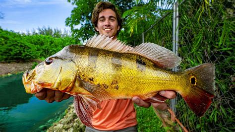 Catching PEACOCK BASS in Florida | Peacock Bass Fishing 4K - YouTube