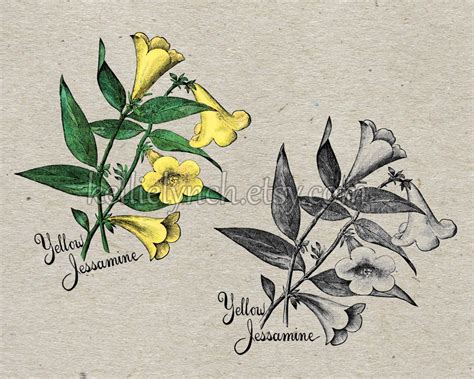 Vintage Flower Illustration Yellow Jessamine Jasmine Instant Download ...