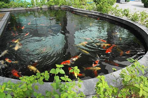 Koi pond maintenance: keep your pond live and healthy | HireRush Blog