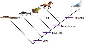 Branching Diagram Worksheet