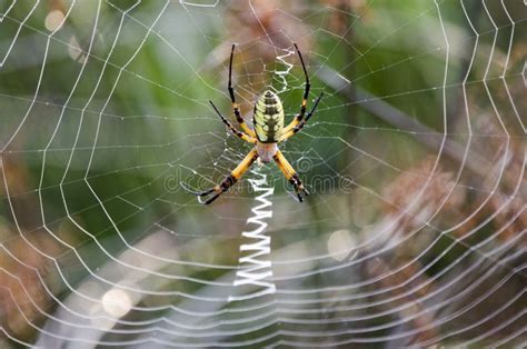 Spider Web Yellow Garden Zipper Spider Stock Image - Image of county, aurantia: 98456287