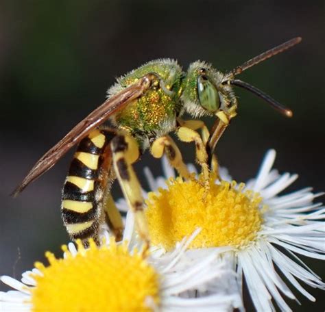 Sweat Bees (Family Halictidae) · iNaturalist.ca