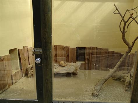 Fennec fox indoor enclosure - ZooChat