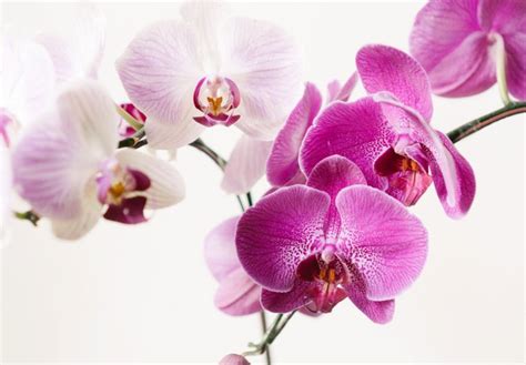 How to Care for Orchids - FTD.com