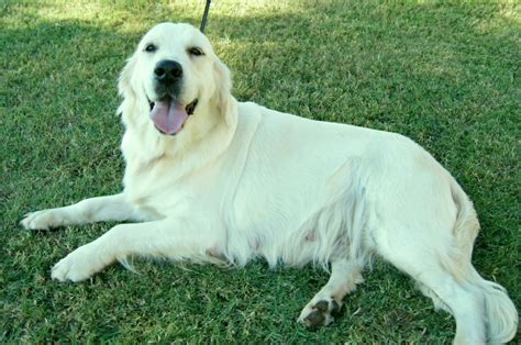 Adult Goldens | White Magic Golden Retrievers