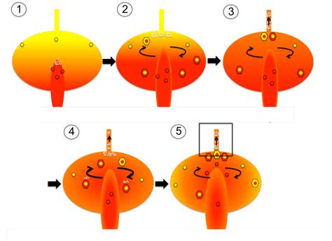 1: Schematic sketch of the timing and mixing of magma within the... | Download Scientific Diagram