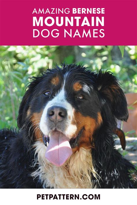 Amazing Bernese Mountain Dog Names | Bernese mountain dog names, Dog ...