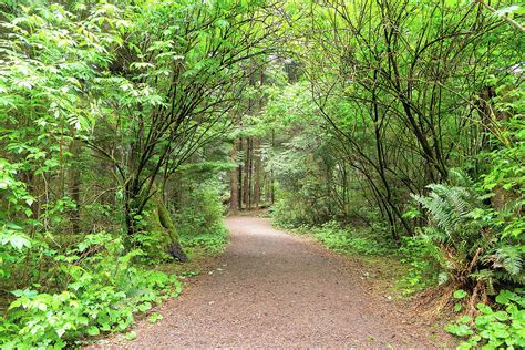 Hiking Trail along Lewis and Clark River Photograph by David Gn - Fine Art America