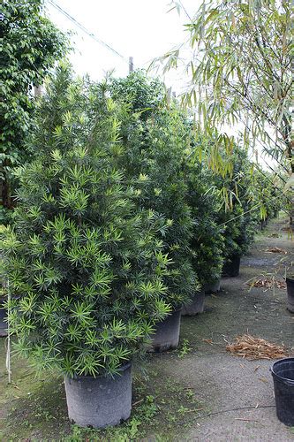 Podocarpus Varieties - Neighborhood Nursery