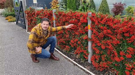 Pyracantha Red Star hedge - YouTube