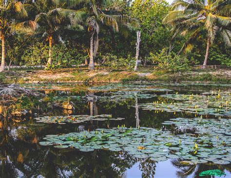 Cómo ir a la Ciénaga de Zapata | Descubriendo la naturaleza cubana