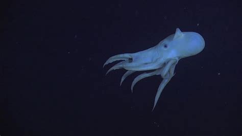 Dumbo Octopus : r/TheDepthsBelow