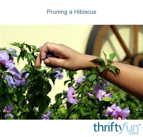 Pruning a Hibiscus | ThriftyFun