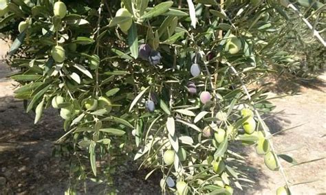 6 Best Varieties of Olive Trees to Grow in Texas