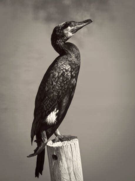 2,400+ Cormorant Fishing Japan Stock Photos, Pictures & Royalty-Free Images - iStock