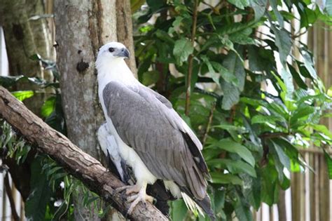 Palawan Wildlife Rescue and Conservation Center | Philippines