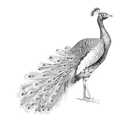 Premium Vector | Peacock sketch, hand drawn in engraving style vector illustration