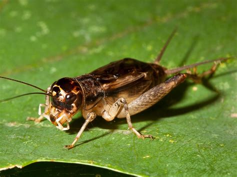 Japanese Burrowing Cricket | Songs of Insects