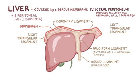 Liver anatomy and physiology: Video & Anatomy | Osmosis