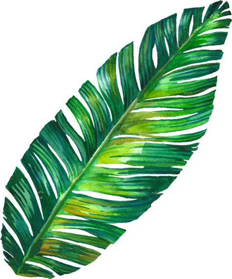 Free Banana Leaf PNG Images with Transparent Backgrounds - FastPNG.com