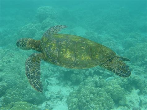 Anmth: Green Sea Turtles Wallpapers