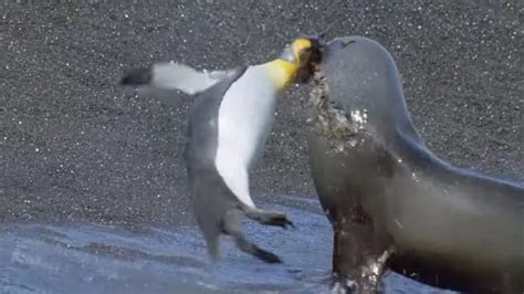 why do seals eat penguins Leopard seal (hydrurga leptonyx)