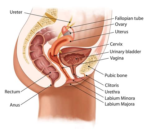 Female Anatomy Urination