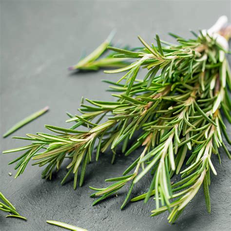 Culinary Herb Plants for Sale | Rosemary Tuscan Blue – Easy To Grow Bulbs