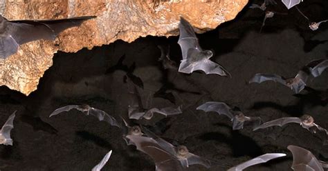 10 Strange and Fascinating Animals That Live in Caves